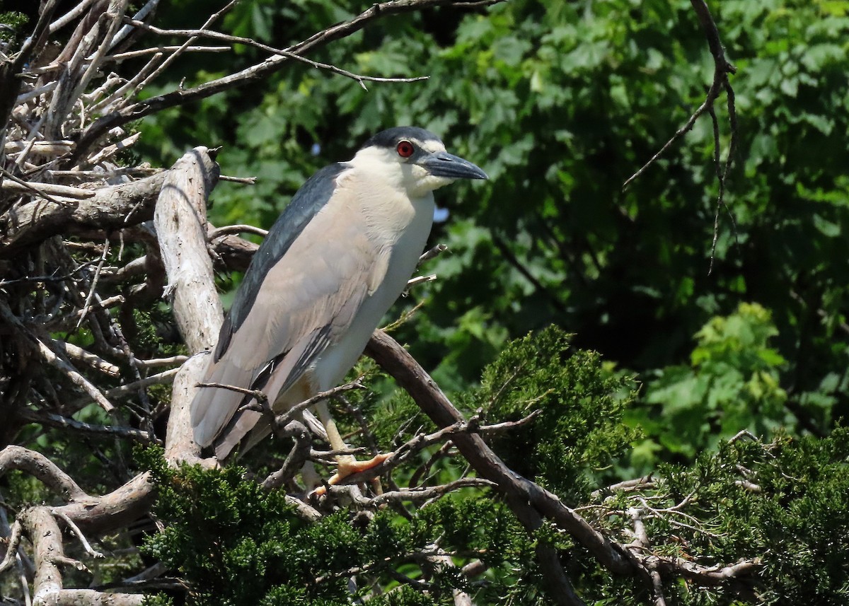 Black-crowned Night Heron - Nancy Hill