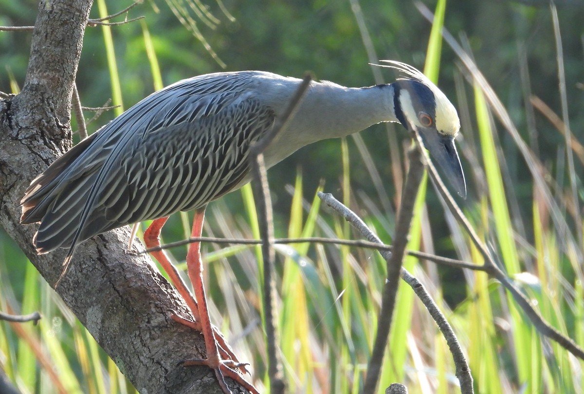 Yellow-crowned Night Heron - Chuck Hignite