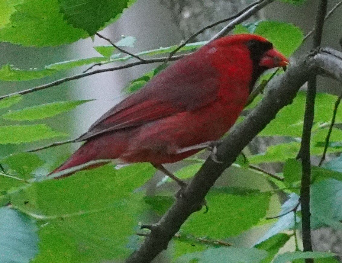 Cardinal rouge - ML619639610