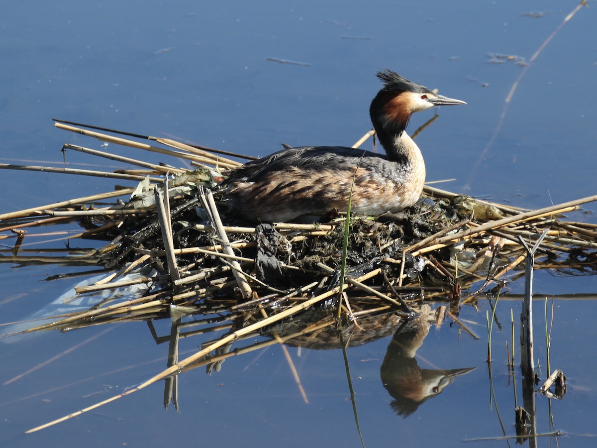 Great Crested Grebe - ML619639617