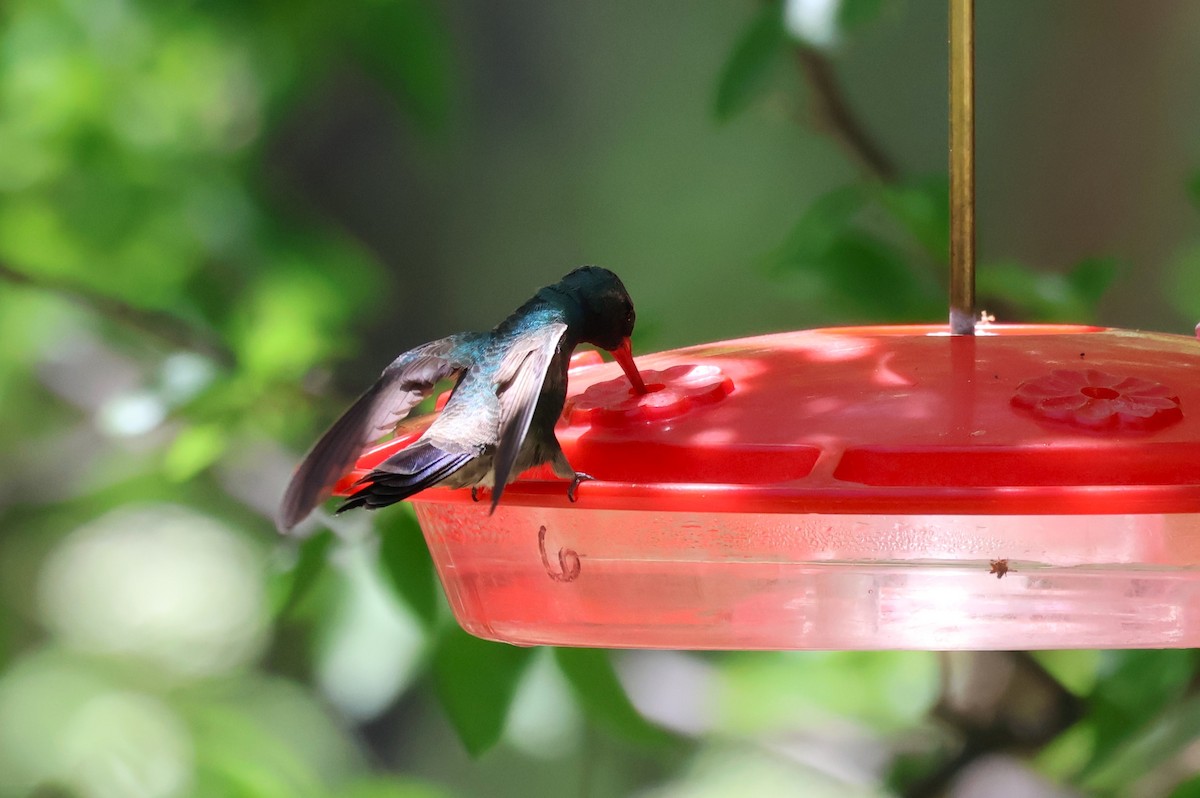 Broad-billed Hummingbird - Tricia Vesely