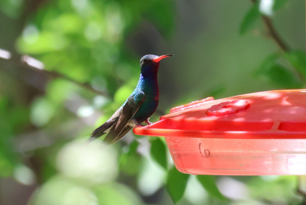 Broad-billed Hummingbird - Tricia Vesely