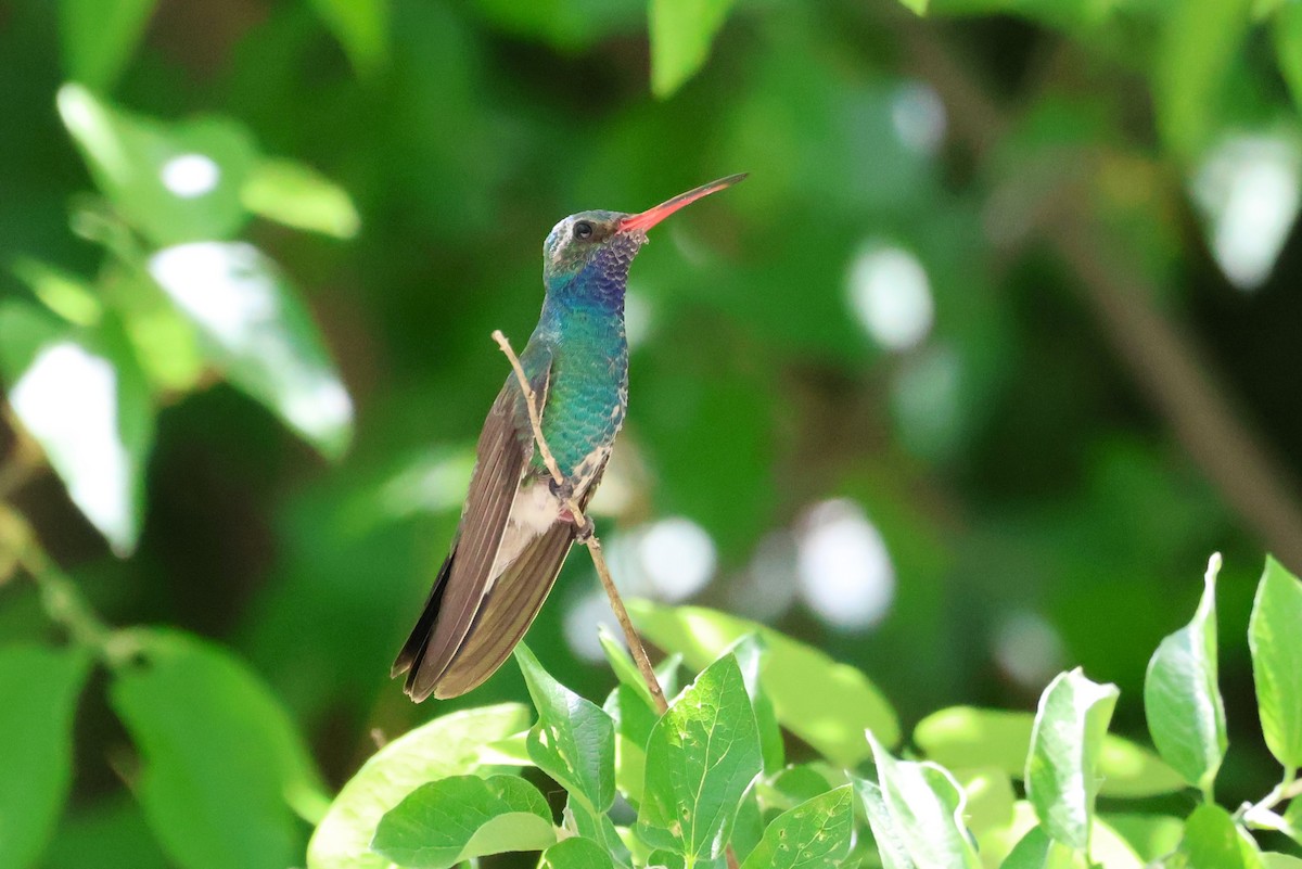 Broad-billed Hummingbird - Tricia Vesely