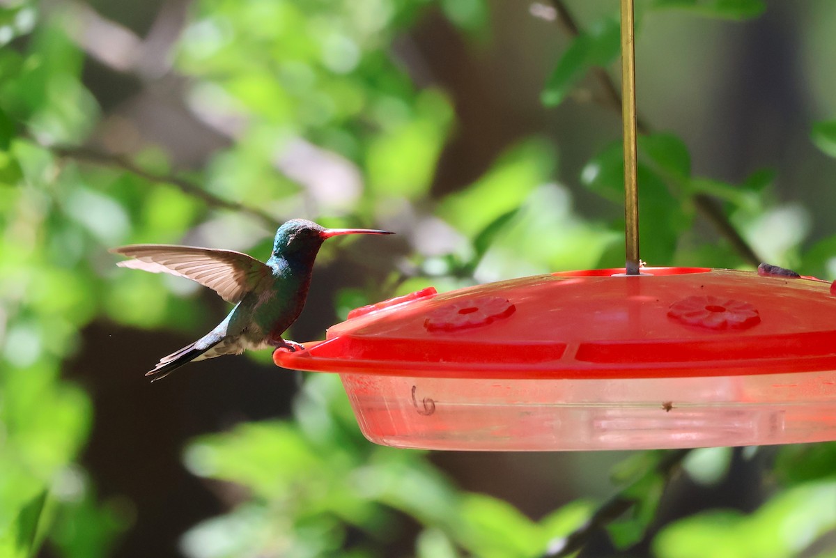 Broad-billed Hummingbird - Tricia Vesely