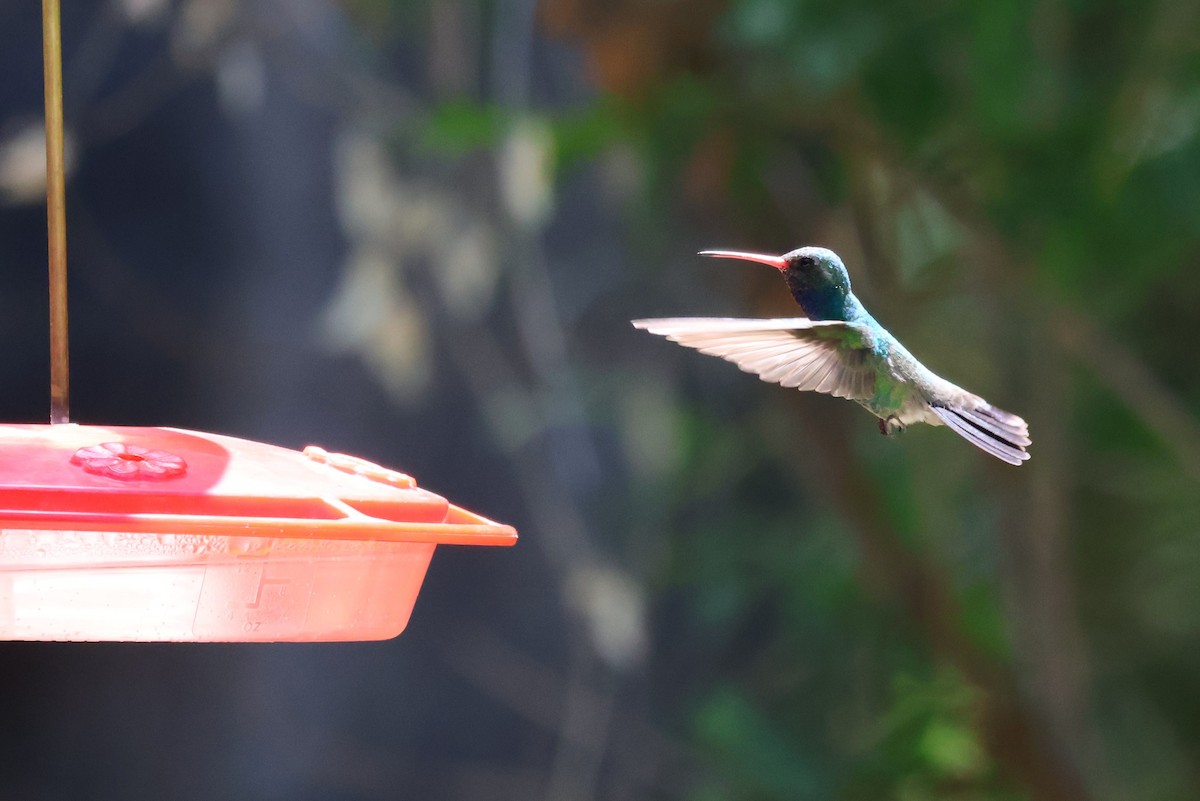 Broad-billed Hummingbird - Tricia Vesely