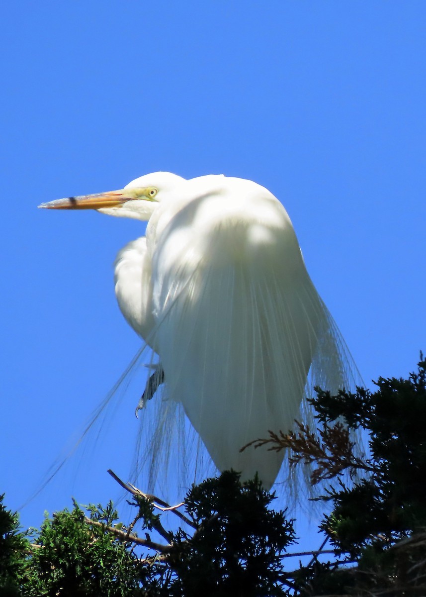 Great Egret - Nancy Hill