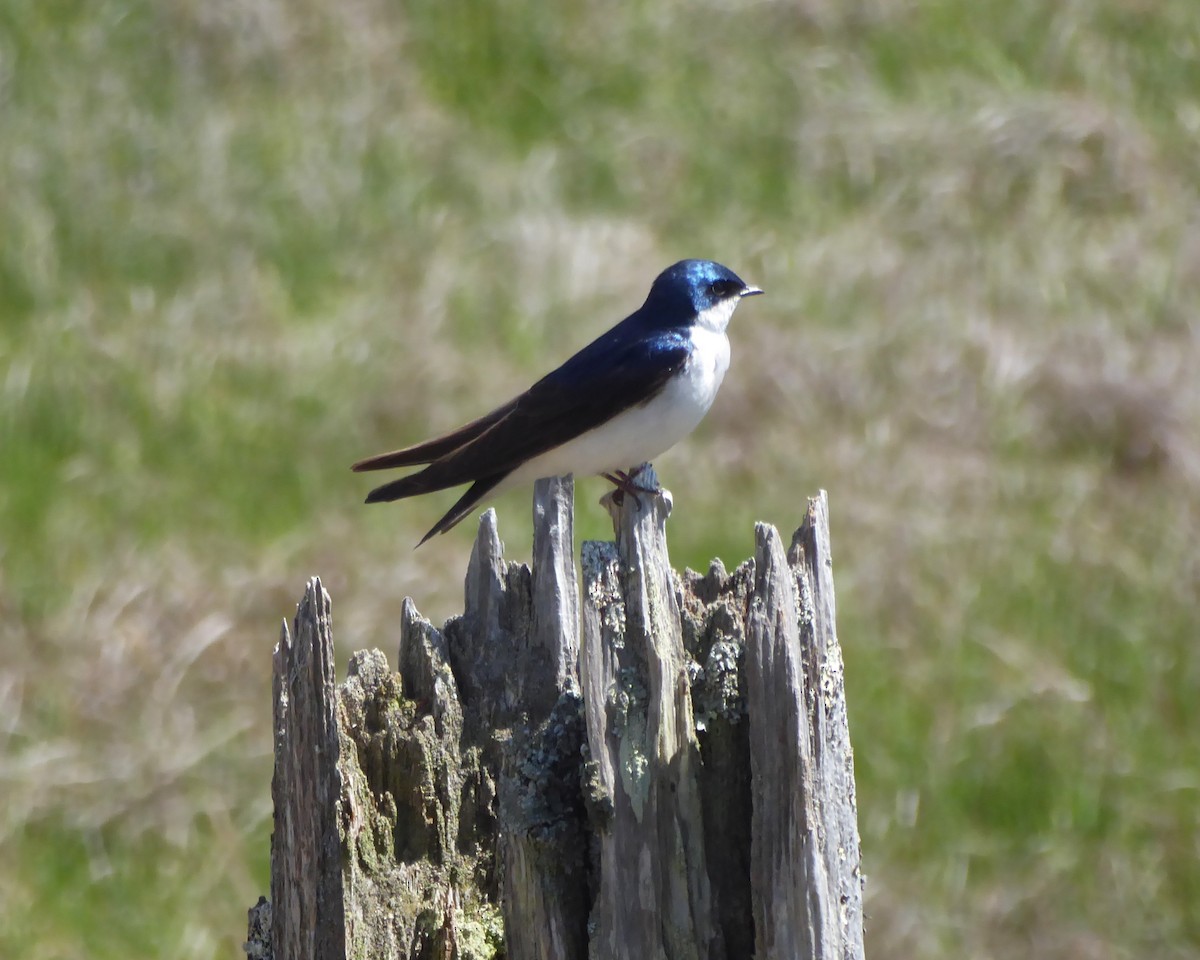 Golondrina Bicolor - ML619639628