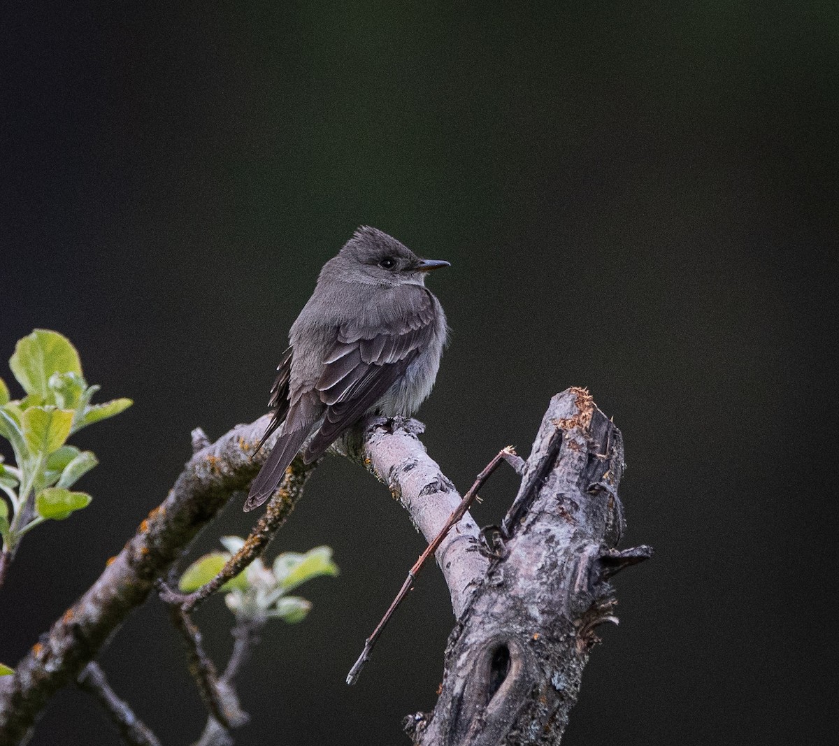 Western Wood-Pewee - bj worth