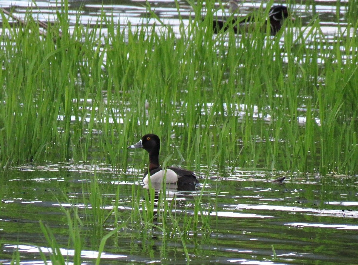 Ring-necked Duck - Teresa Weismiller