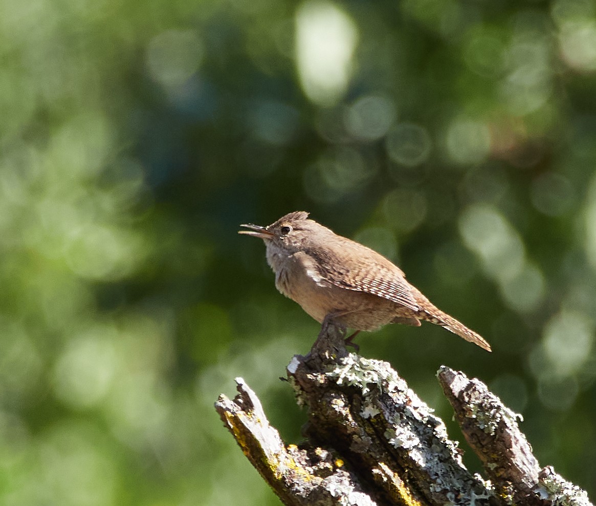 House Wren - Luca de Alfaro