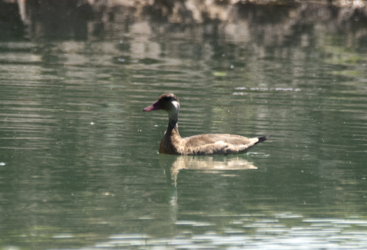 Brazilian Teal - Eduardo Vieira 17