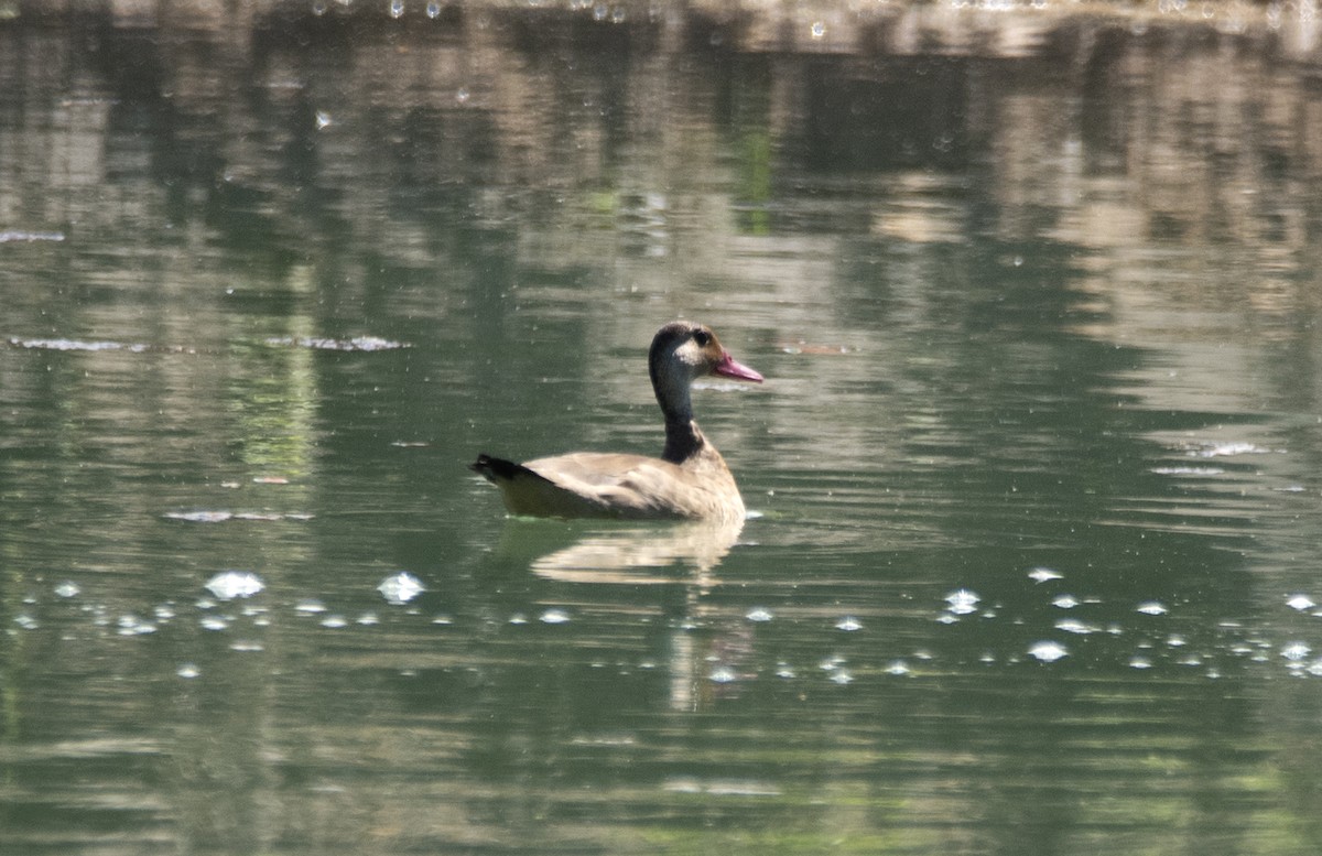 Brazilian Teal - Eduardo Vieira 17