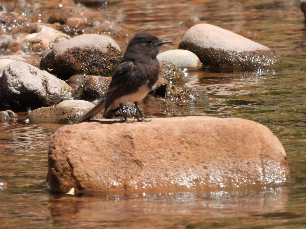 Black Phoebe - ML619639645