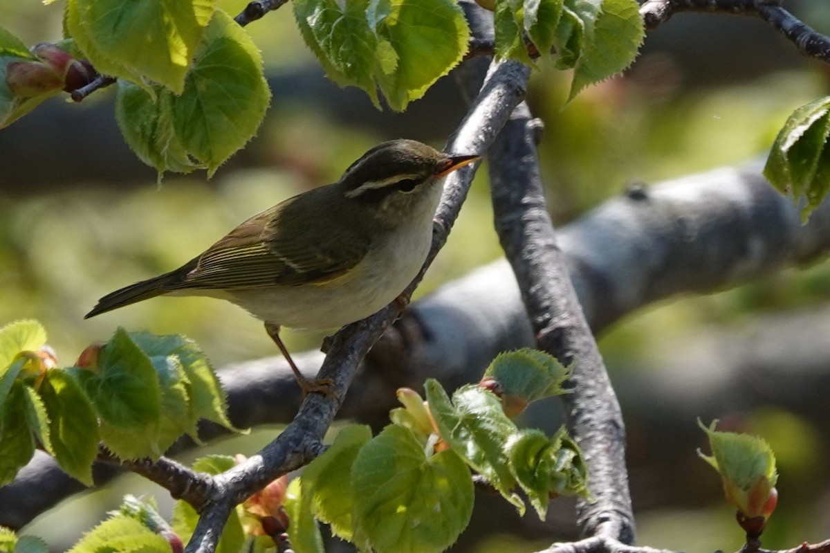 Eastern Crowned Warbler - Terry Doyle