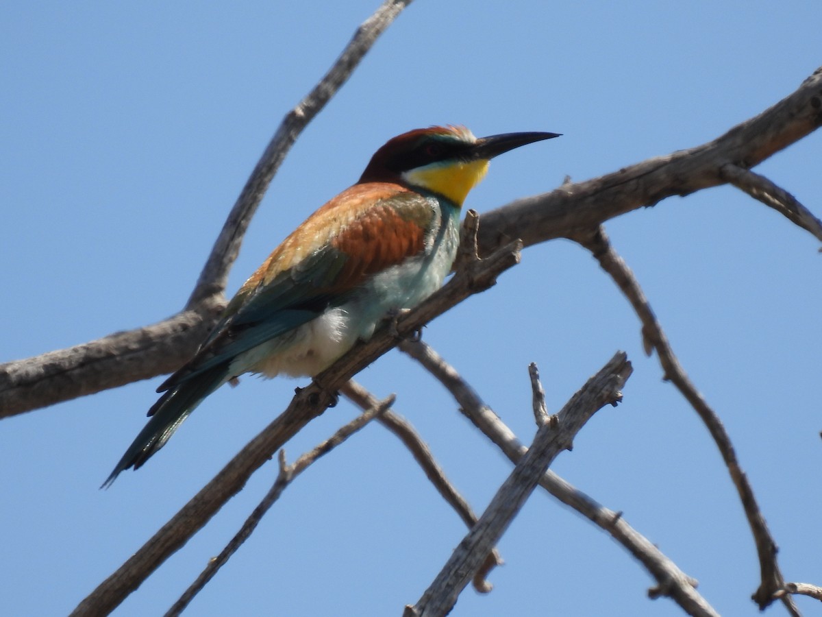 European Bee-eater - Miguel Ángel  Pardo Baeza