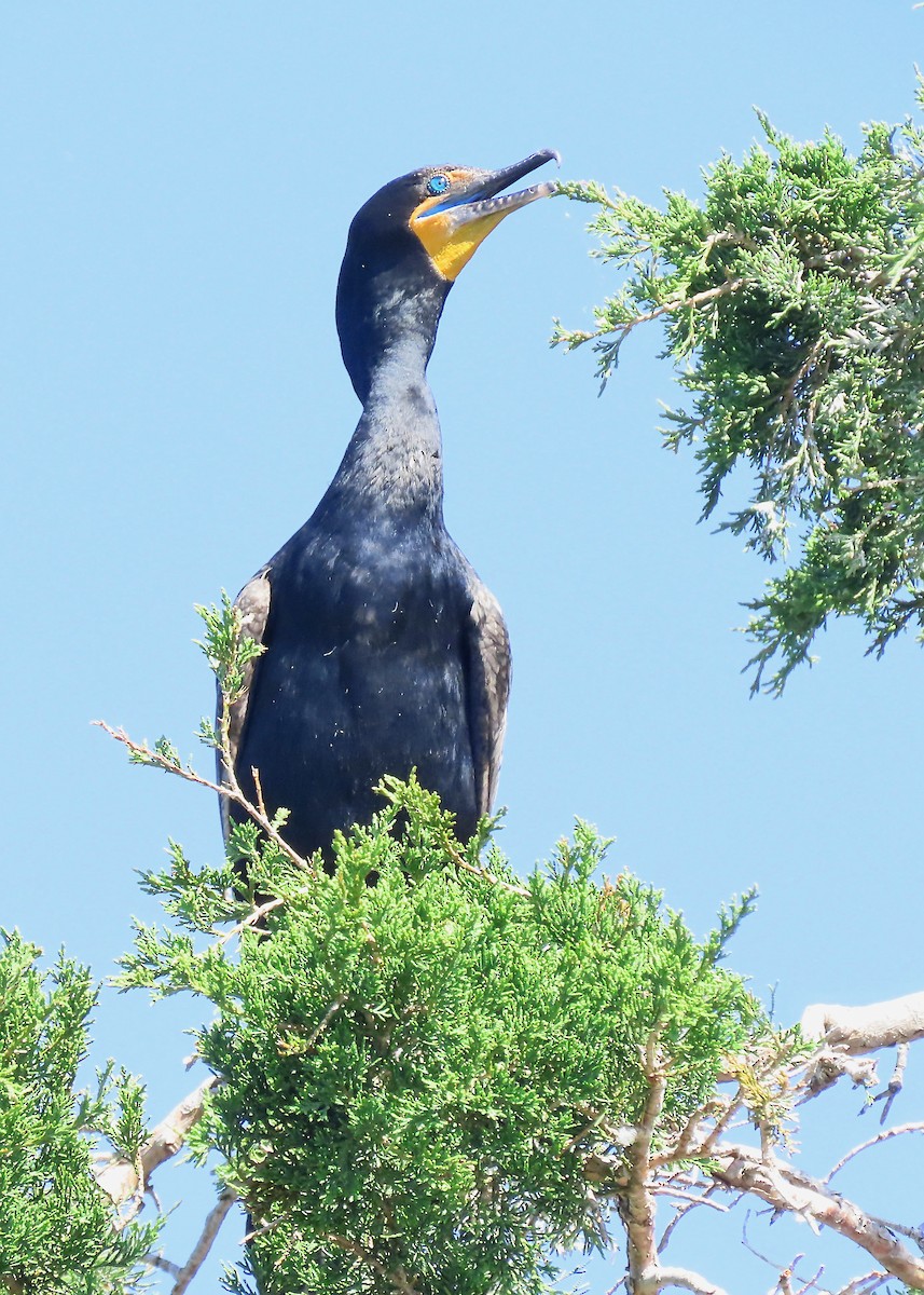 Double-crested Cormorant - Nancy Hill