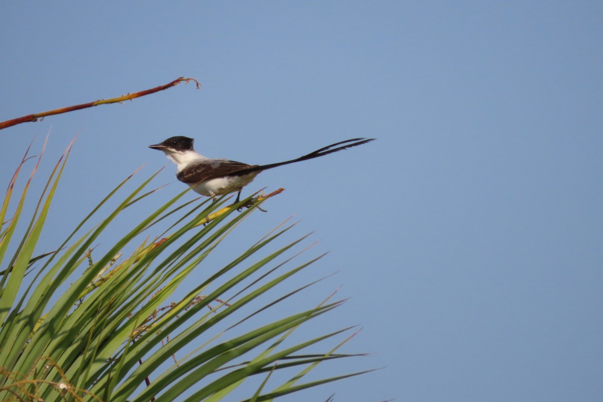 Fork-tailed Flycatcher - David Brinkman