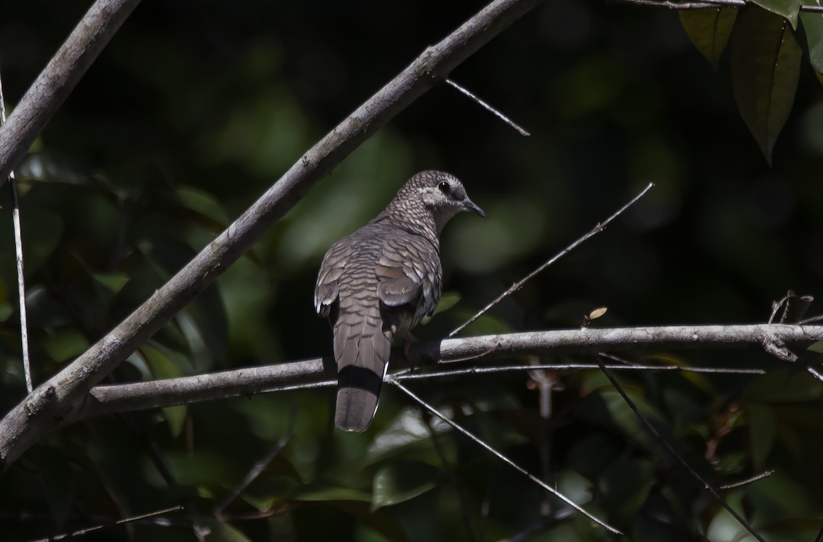 Scaled Dove - Eduardo Vieira 17