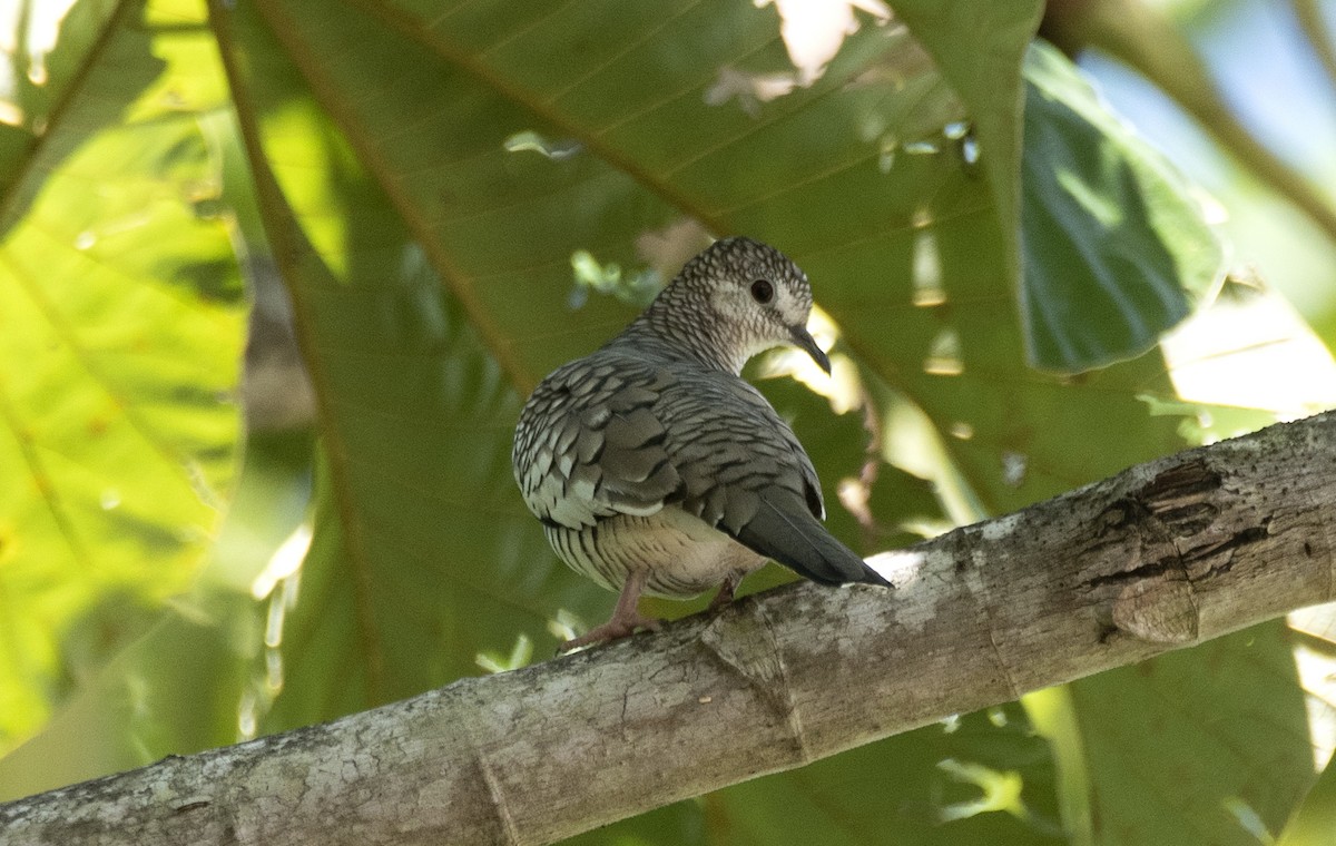 Scaled Dove - Eduardo Vieira 17