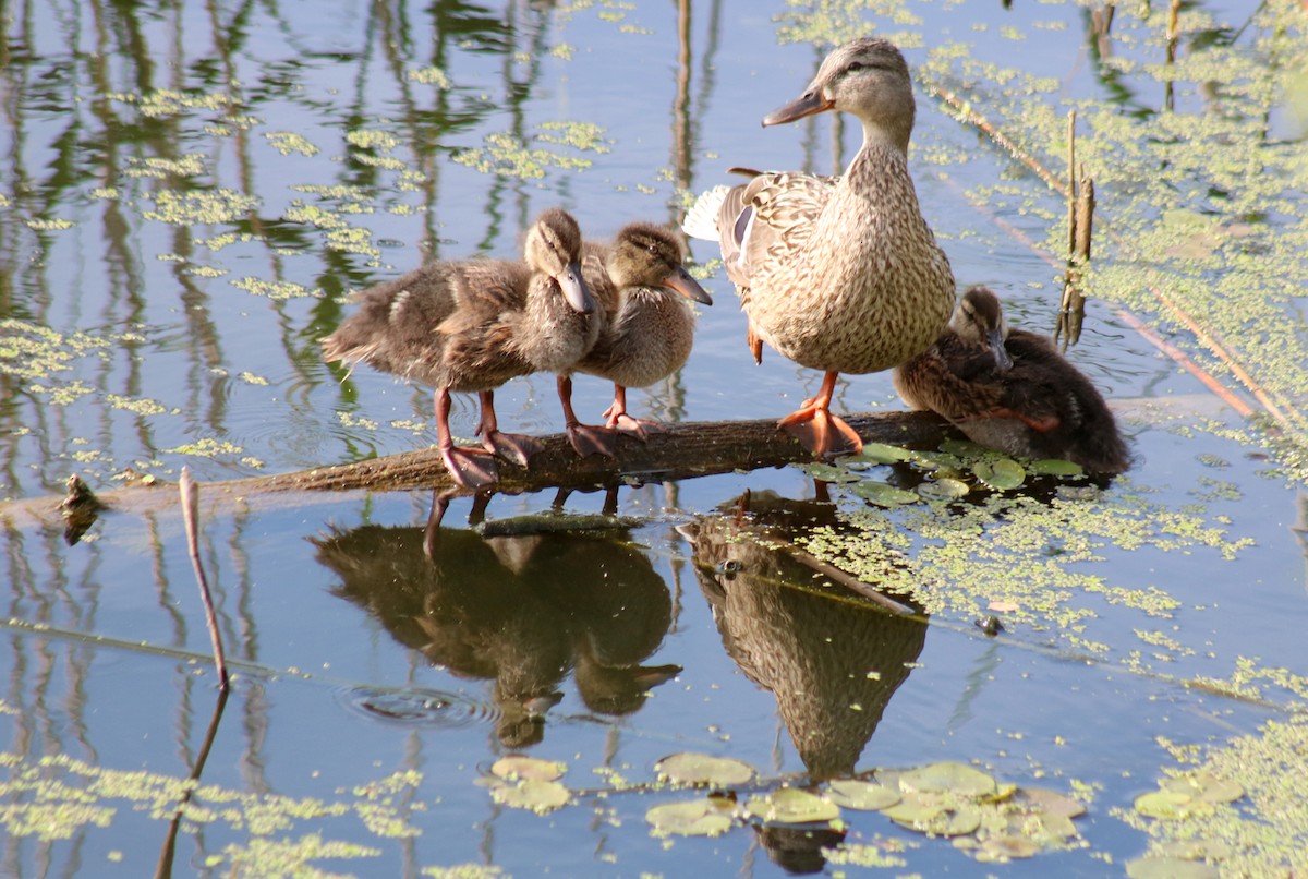 Mallard - Zorana Nikodijevic