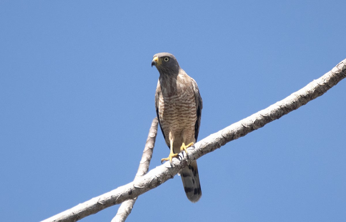 Roadside Hawk - ML619639687