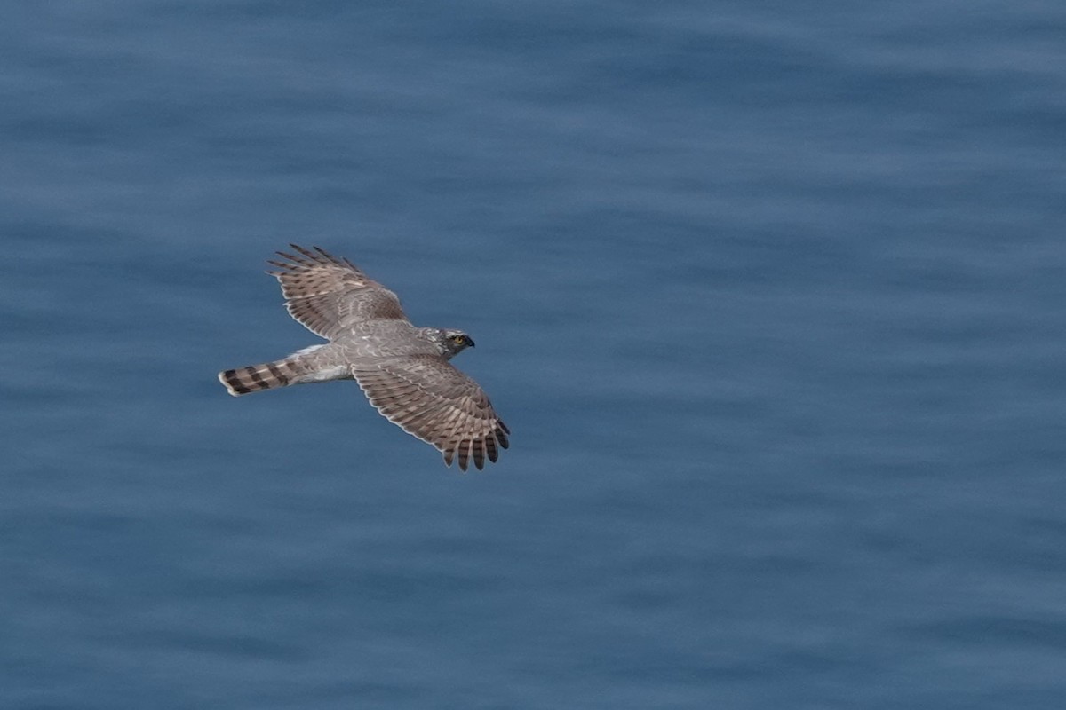 Eurasian Sparrowhawk - Terry Doyle