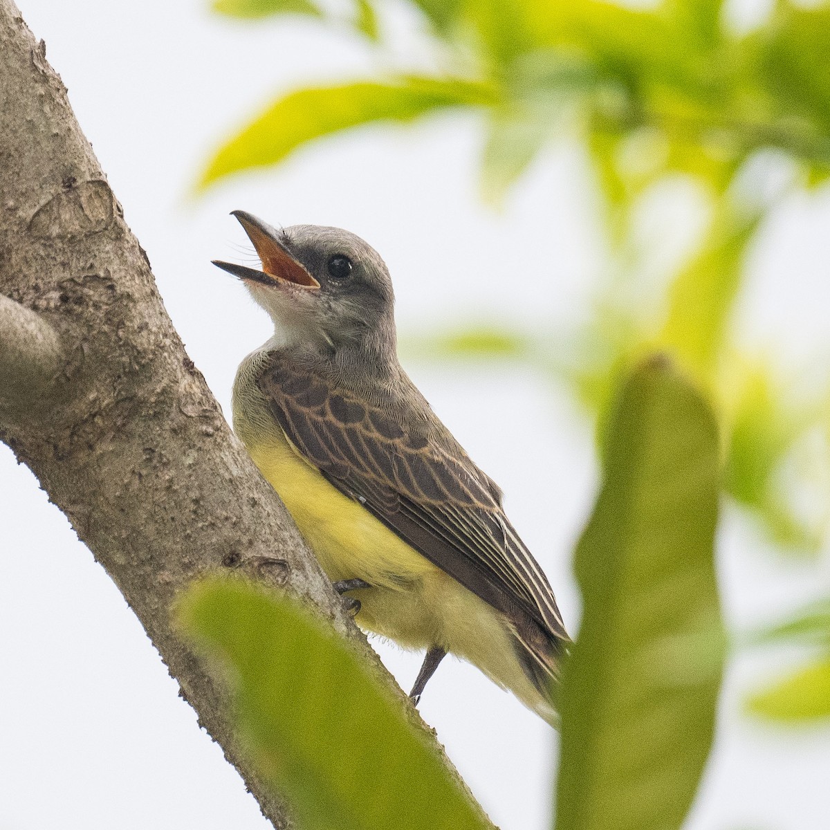 Tropical Kingbird - Liling Warren