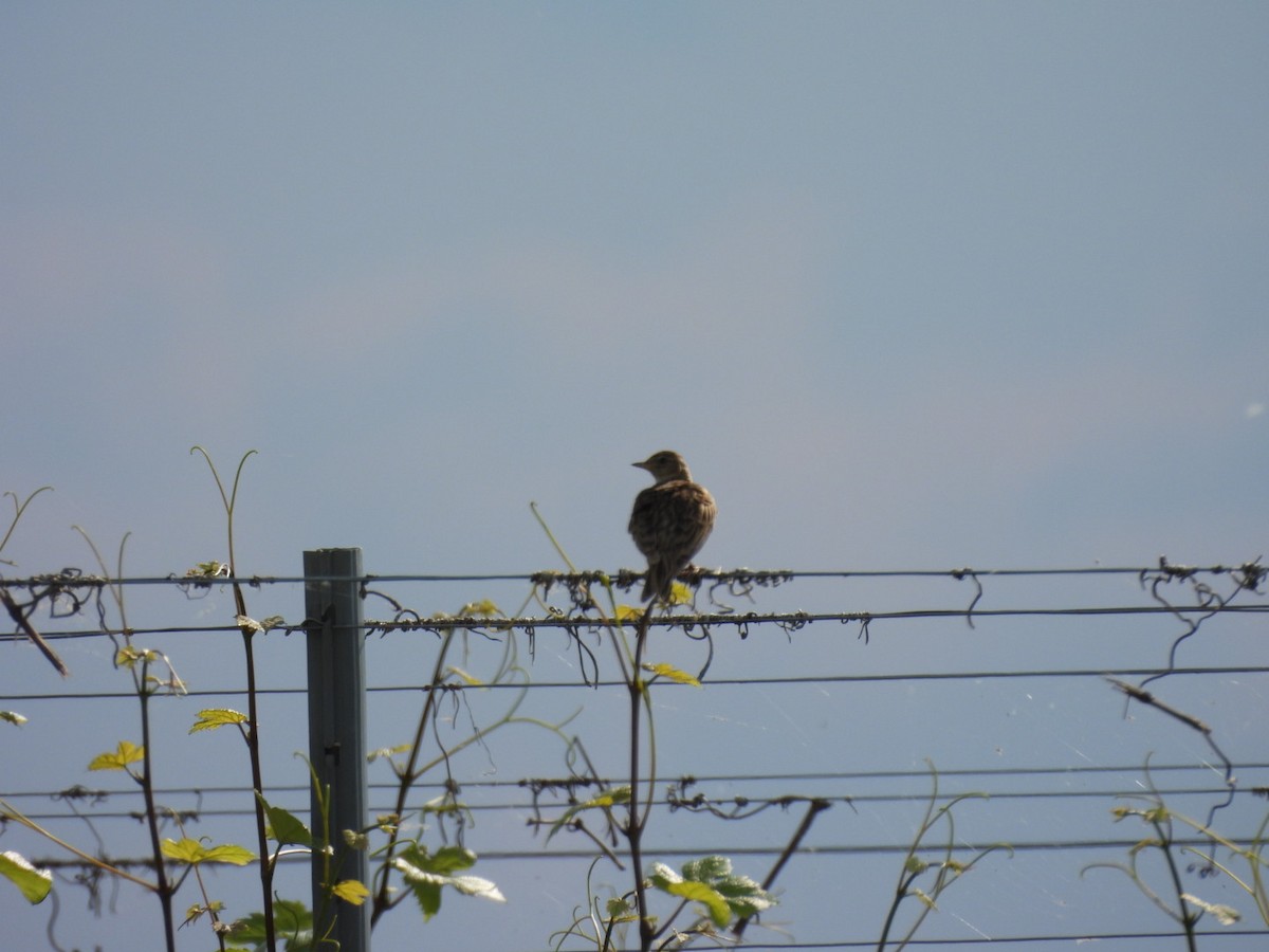 Eurasian Skylark - Zuzana Kobesova