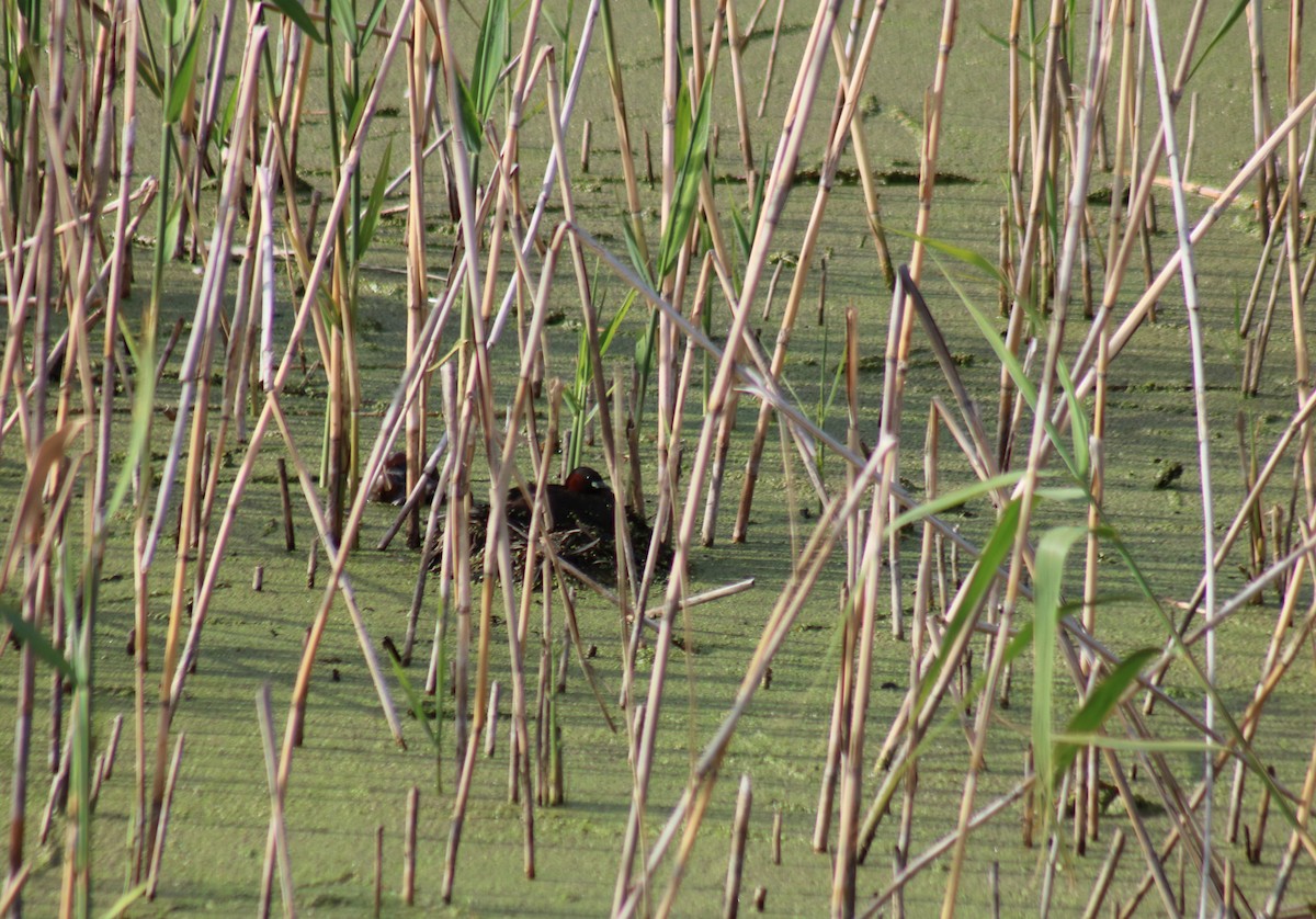 Little Grebe - Zorana Nikodijevic