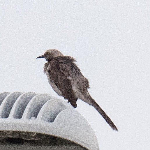 Tropical Mockingbird - Liling Warren