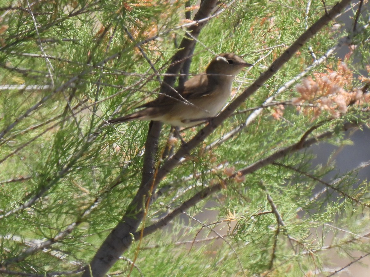 Common Nightingale - Miguel Ángel  Pardo Baeza