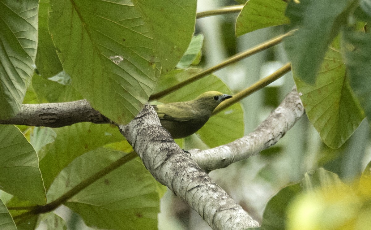 Palm Tanager - Eduardo Vieira 17