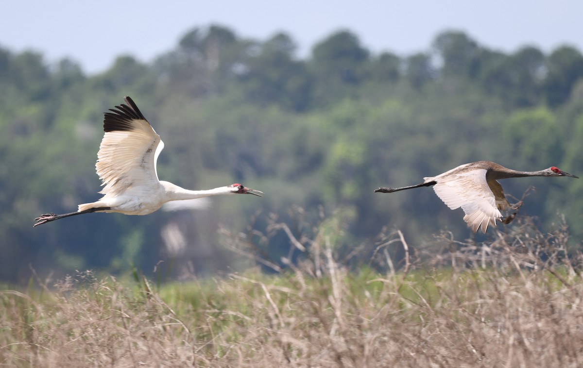 Whooping Crane - ML619639703