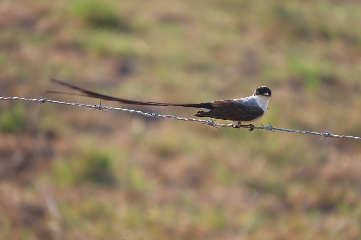 Fork-tailed Flycatcher - David Brinkman