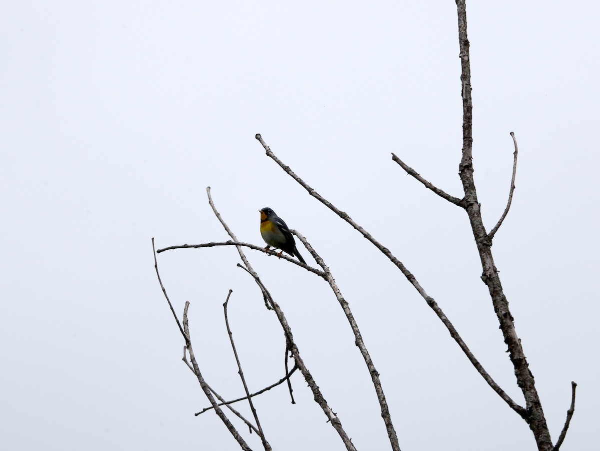 Northern Parula - ML619639706