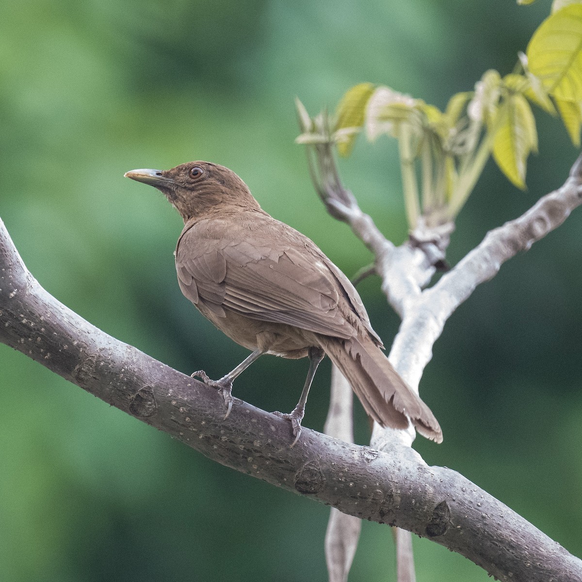 Clay-colored Thrush - Liling Warren