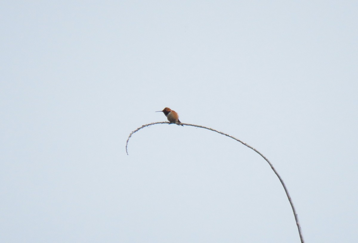 Rufous Hummingbird - Teresa Weismiller