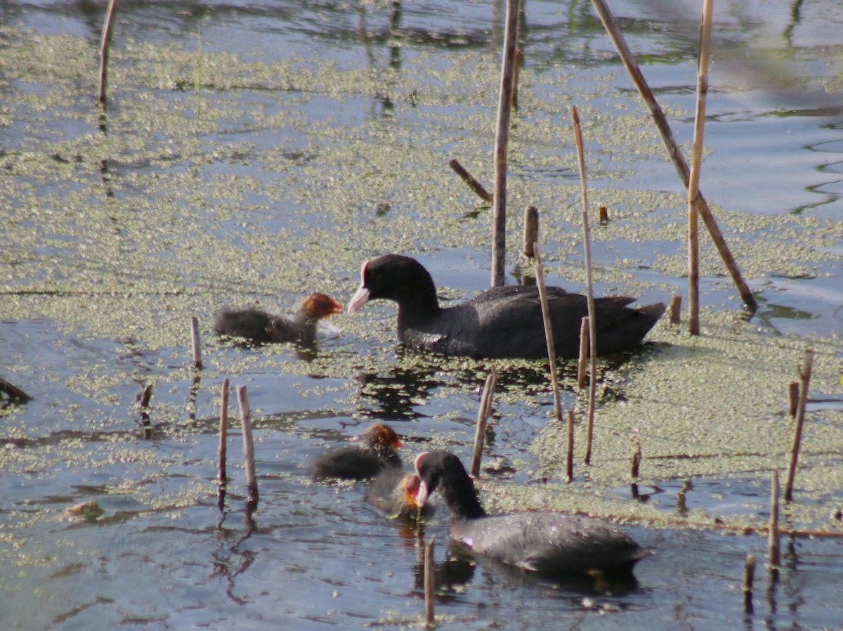 Eurasian Coot - Zorana Nikodijevic