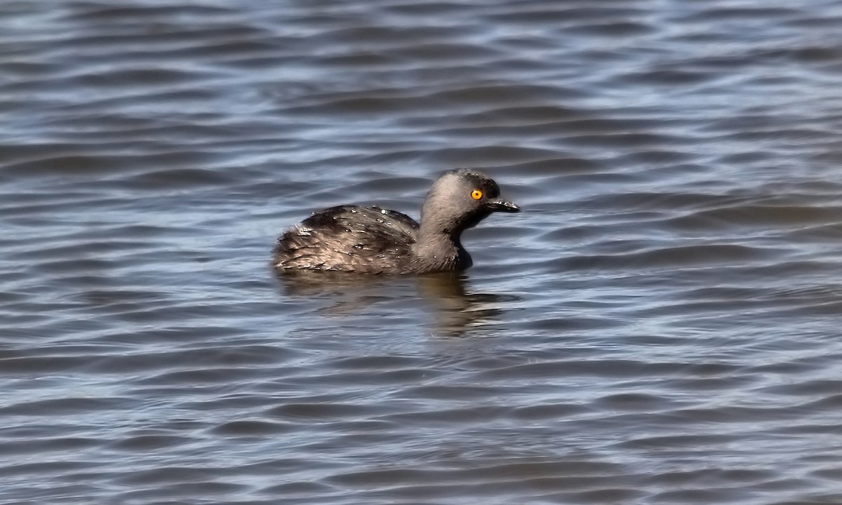 Least Grebe - Adrián Braidotti