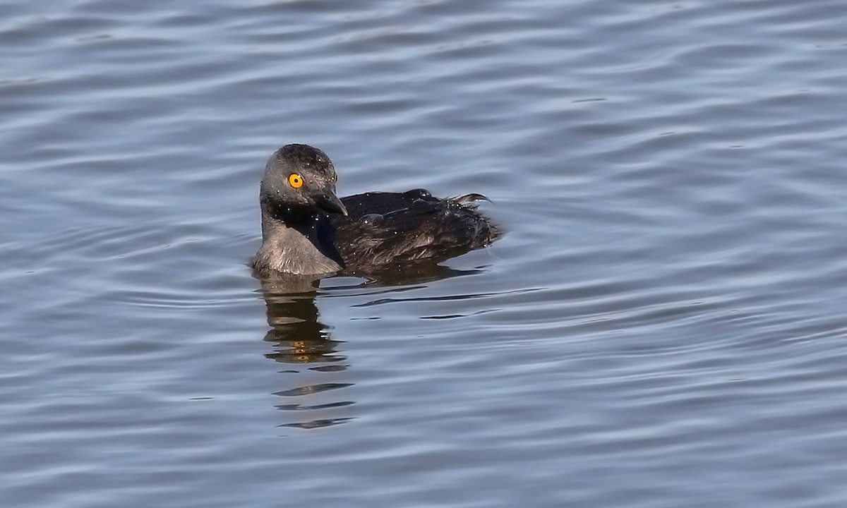 Least Grebe - Adrián Braidotti