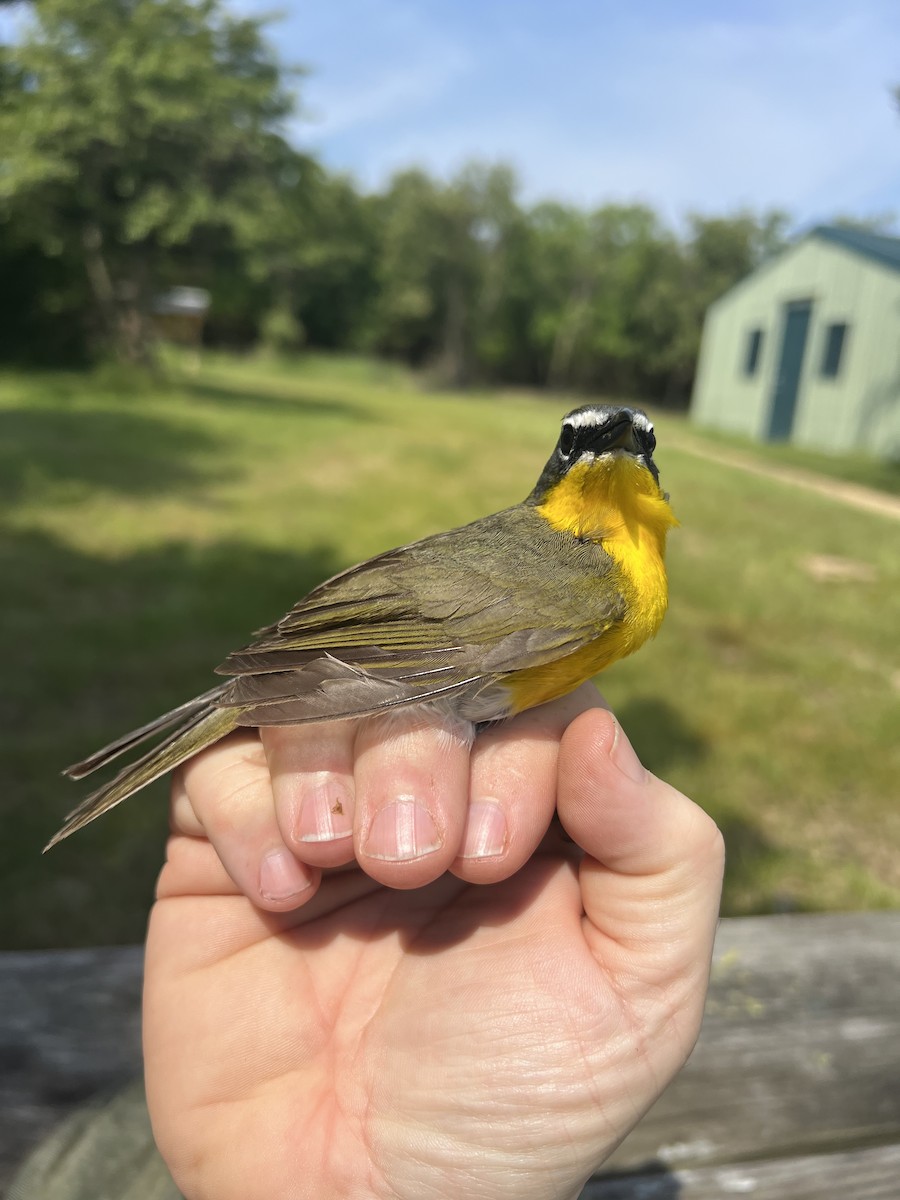 Yellow-breasted Chat - Tom  Brown