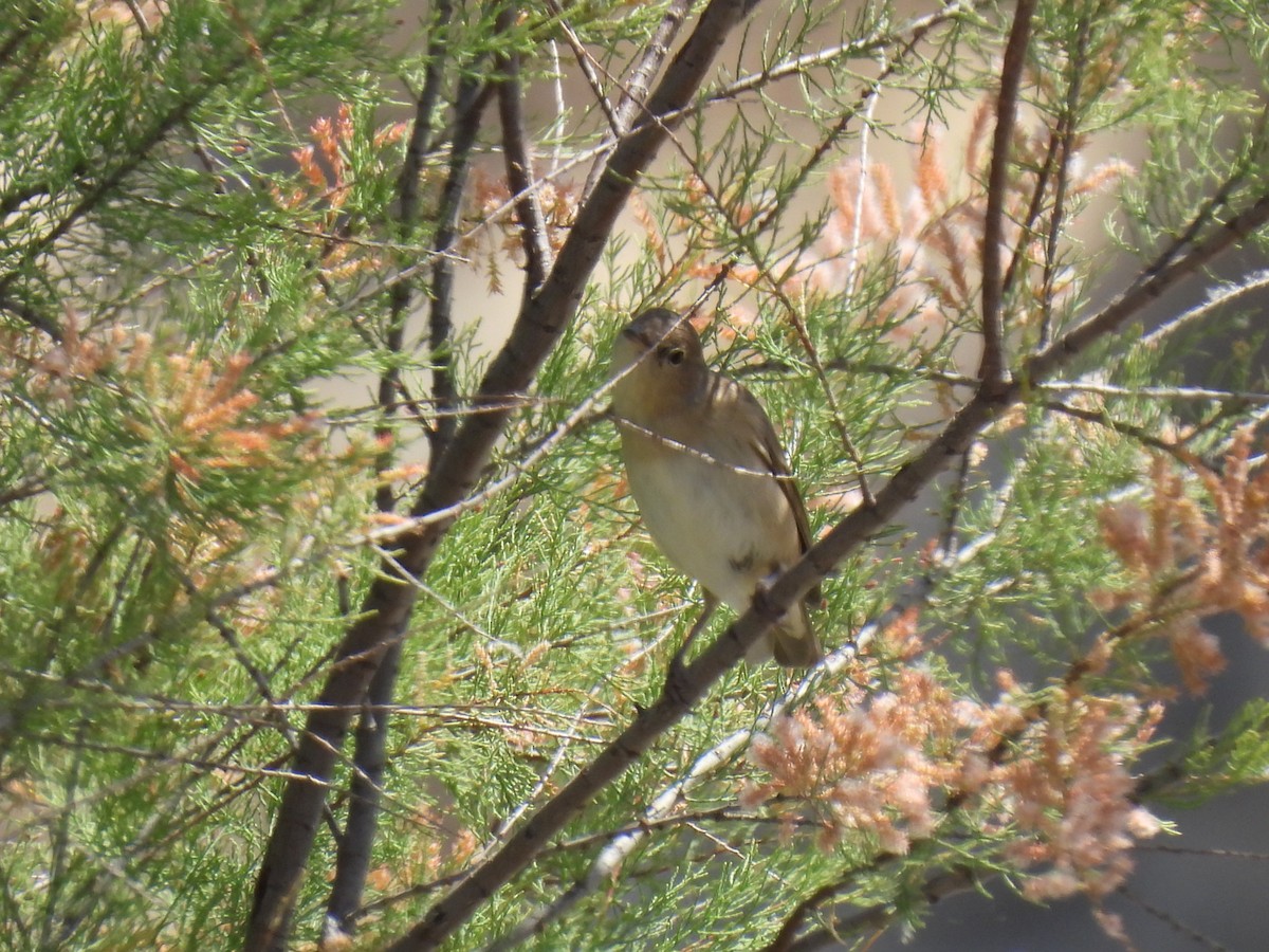 Common Nightingale - Miguel Ángel  Pardo Baeza