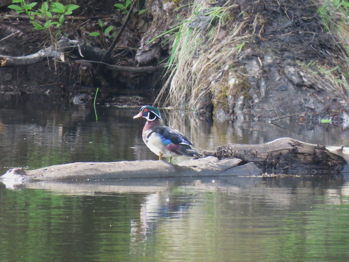 Wood Duck - ML619639719