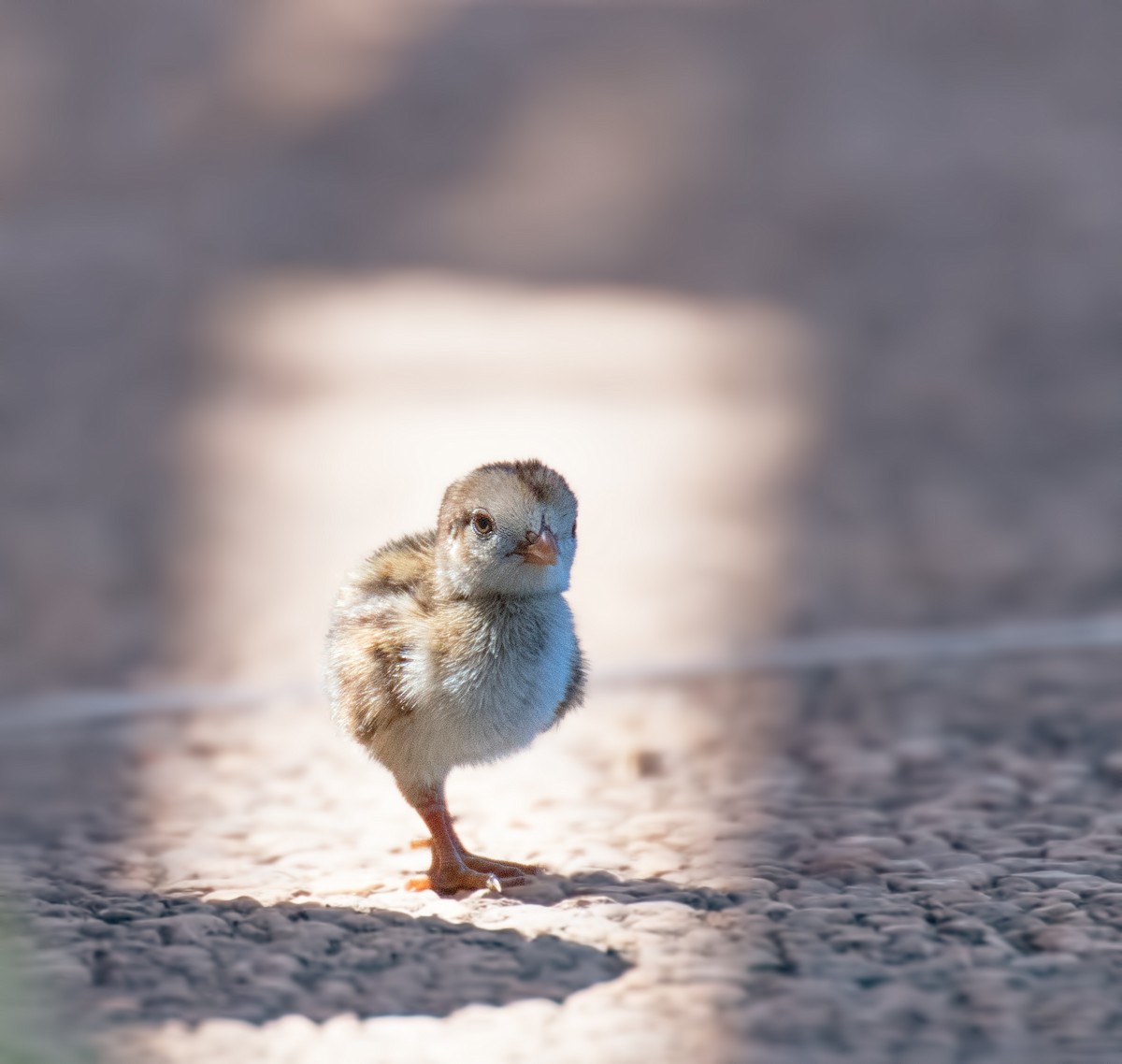 California Quail - Ray Rozema