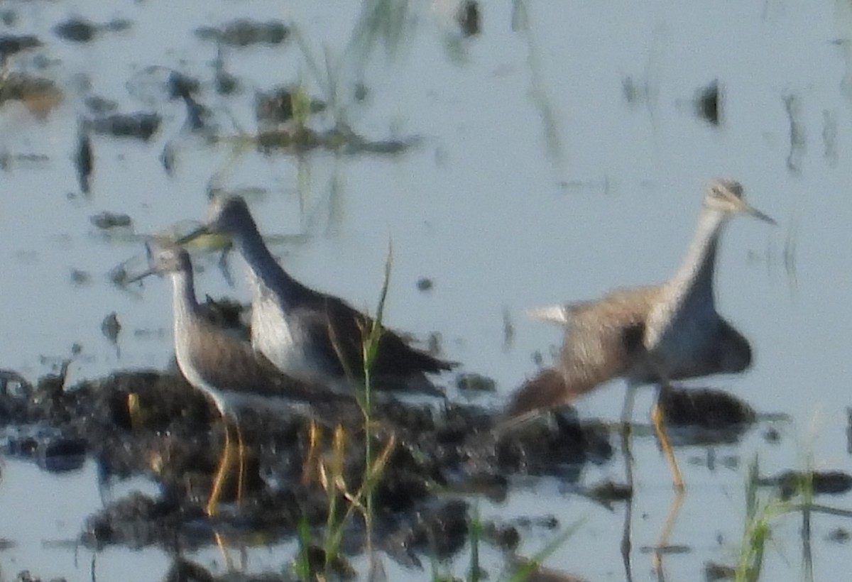 Lesser Yellowlegs - Chuck Hignite