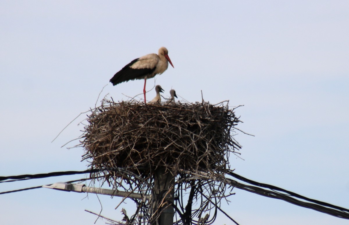 White Stork - Zorana Nikodijevic