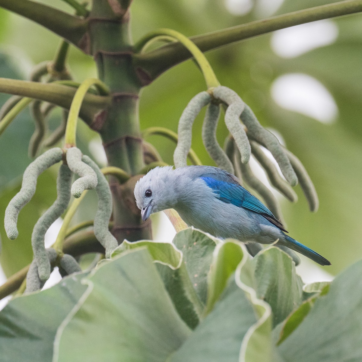 Blue-gray Tanager - Liling Warren