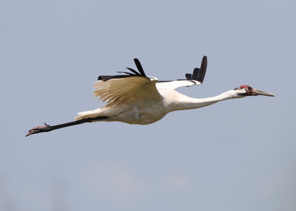 Whooping Crane - Elizabeth Hawkins