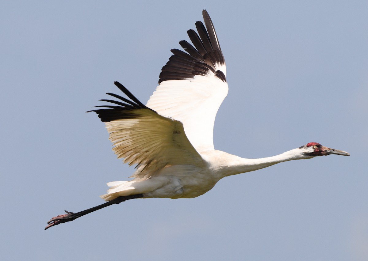 Whooping Crane - Elizabeth Hawkins