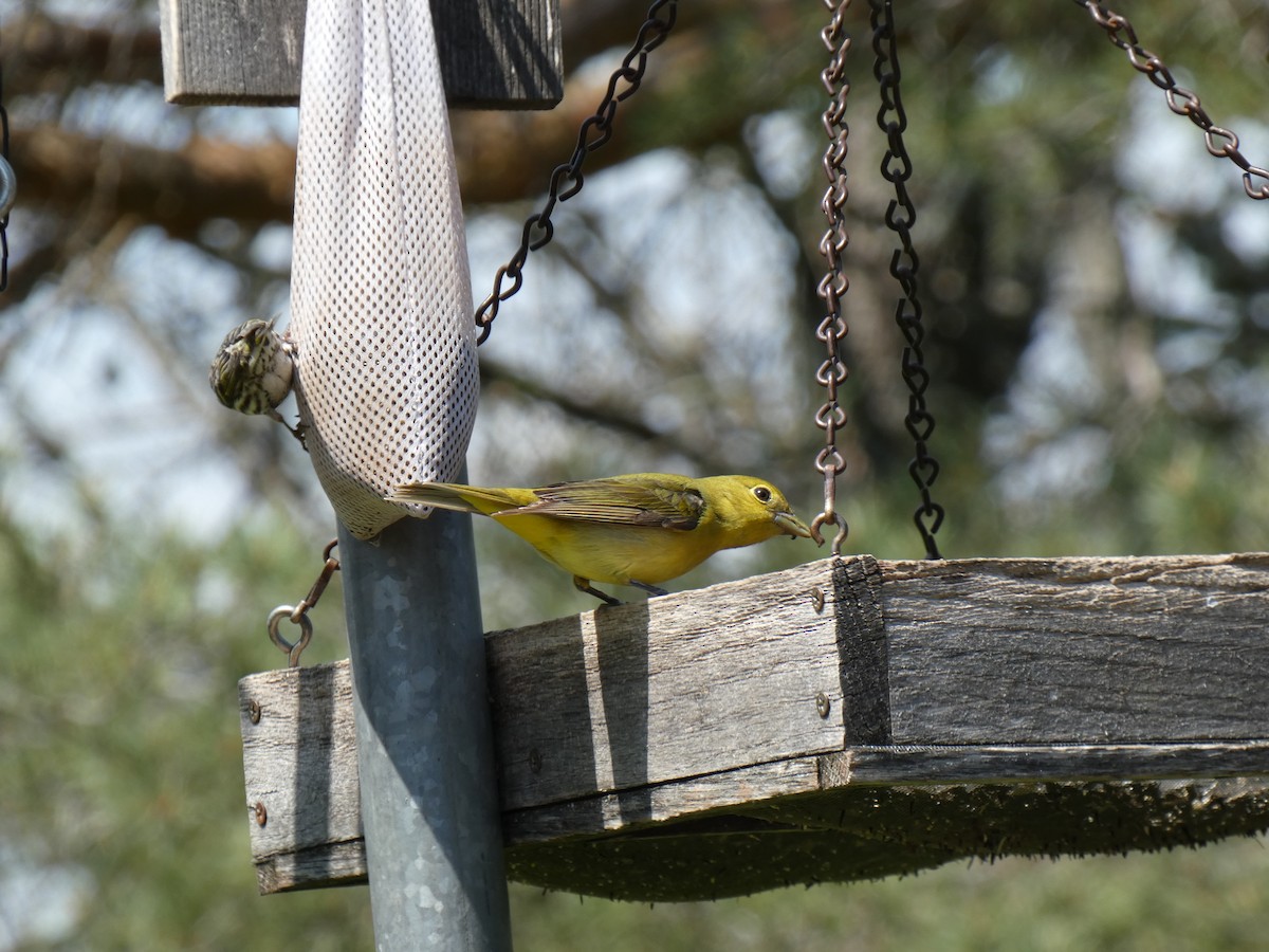 Scarlet Tanager - Mary Getchell